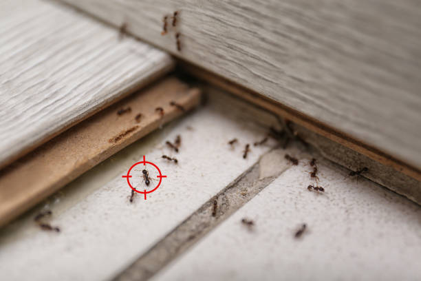 Best Emergency Pest Control  in Lake Hamilton, AR