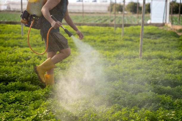 Best Wasp Removal Services  in Lake Hamilton, AR