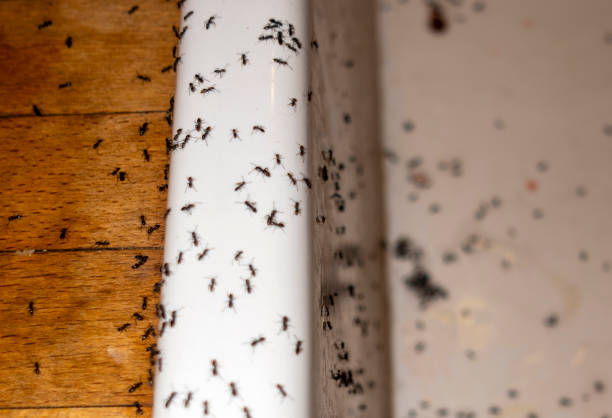 Best Exterminator Services  in Lake Hamilton, AR