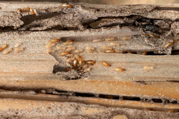 Best Affordable Pest Control Services  in Lake Hamilton, AR